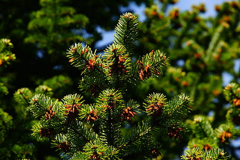 closeup photo of green pine tree, needles, tap, periwinkle HD wallpaper