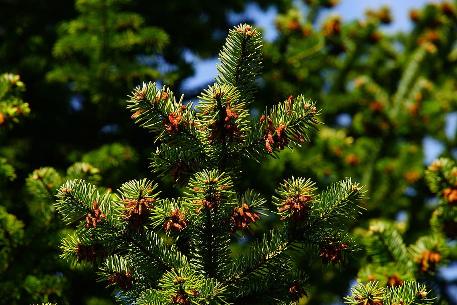 closeup photo of green pine tree, needles, tap, periwinkle HD wallpaper