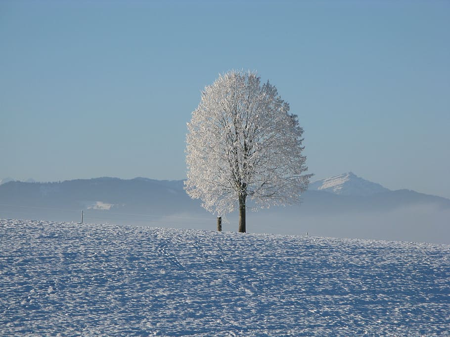 snow covered tree, winter, white, cold, sky, snowy, wintry HD wallpaper