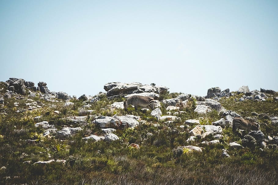 zebra, cliff, rocks, hillside, grazing, nature, rock - Object HD wallpaper