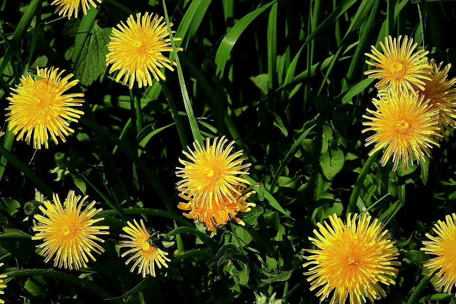 flower, plant, nature, spring, flowering plant, growth, fragility HD wallpaper
