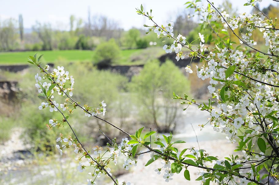 spring, flower, network, chichewa pictures, official spring HD wallpaper