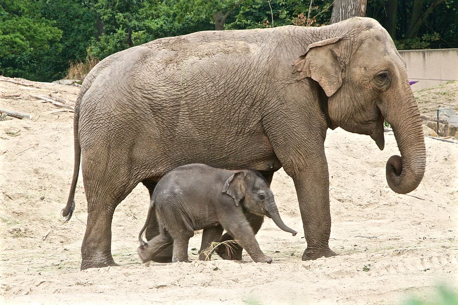 planckendael, elephant, petit, animal themes, mammal, vertebrate HD wallpaper