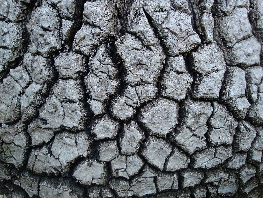 nature, bark, tree, close, log, tribe, dry, drought, cracked HD wallpaper