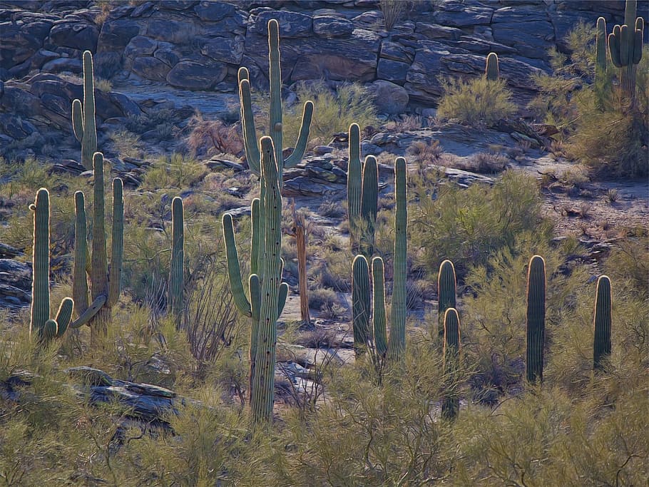 cactus, cacti, plants, land, growth, no people, nature, day HD wallpaper
