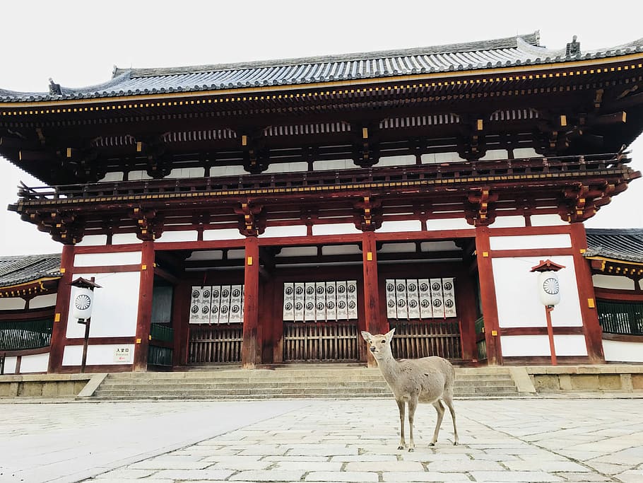 When you can take temple picture with deer, reindeer infront of red and white temple, HD wallpaper