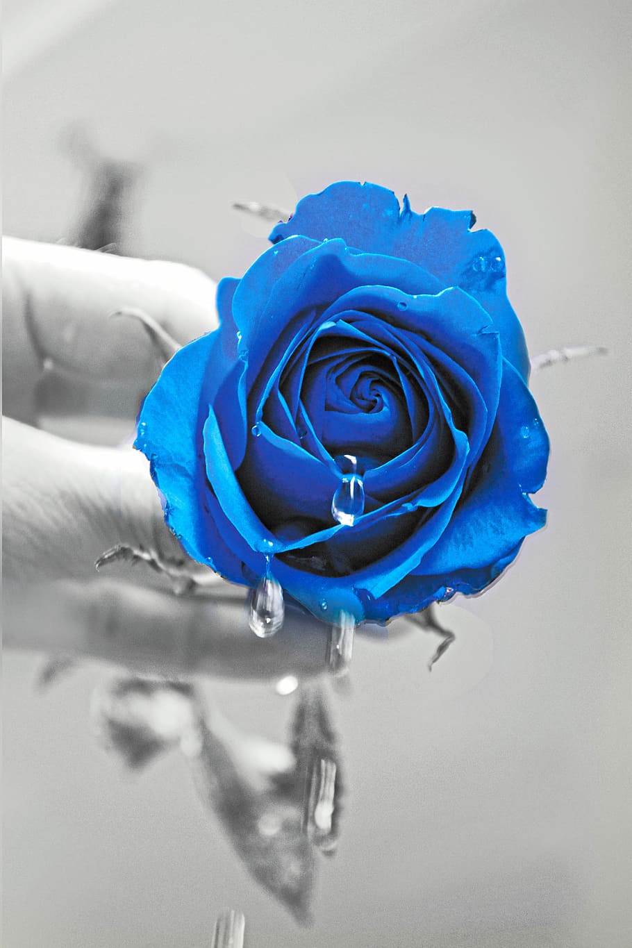 HD wallpaper: blue rose selective-color photography, Love, Romance ...