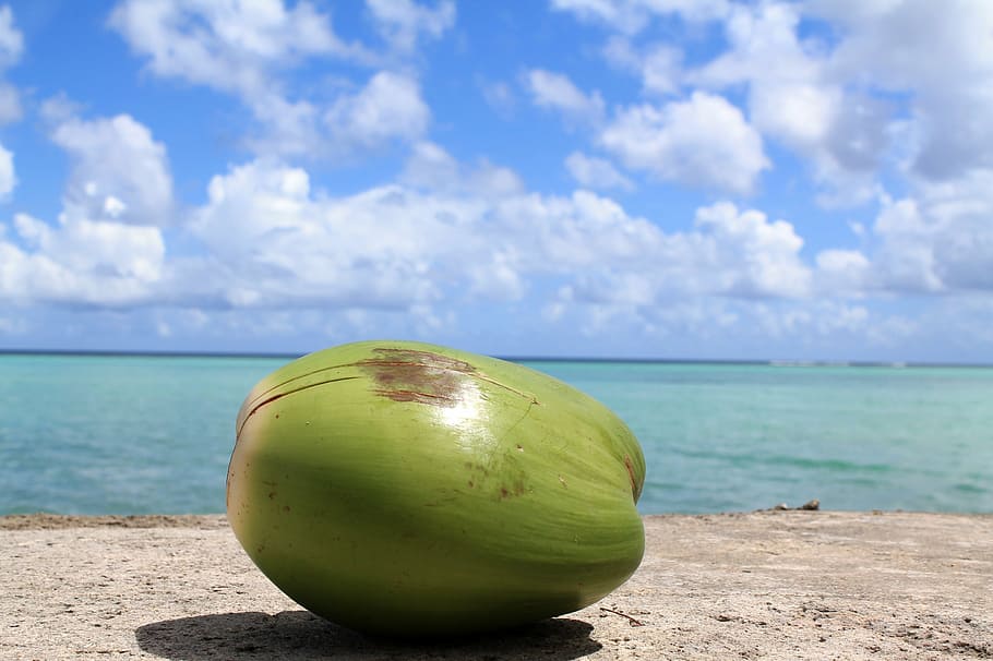 low angle of coconut fruit near body of water, guam, sky, ocean HD wallpaper