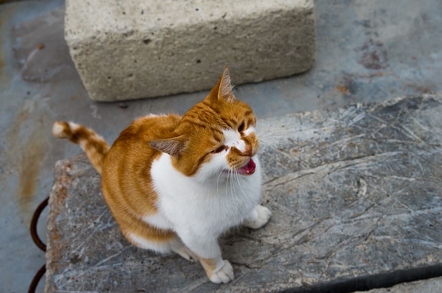 Wild, Cat, Pets, Homeless, red fur, the homeless, hungry, meawa HD wallpaper