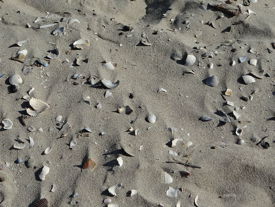 beach, sand, shell, broken, beige, sea, north, france, sandy beach HD wallpaper