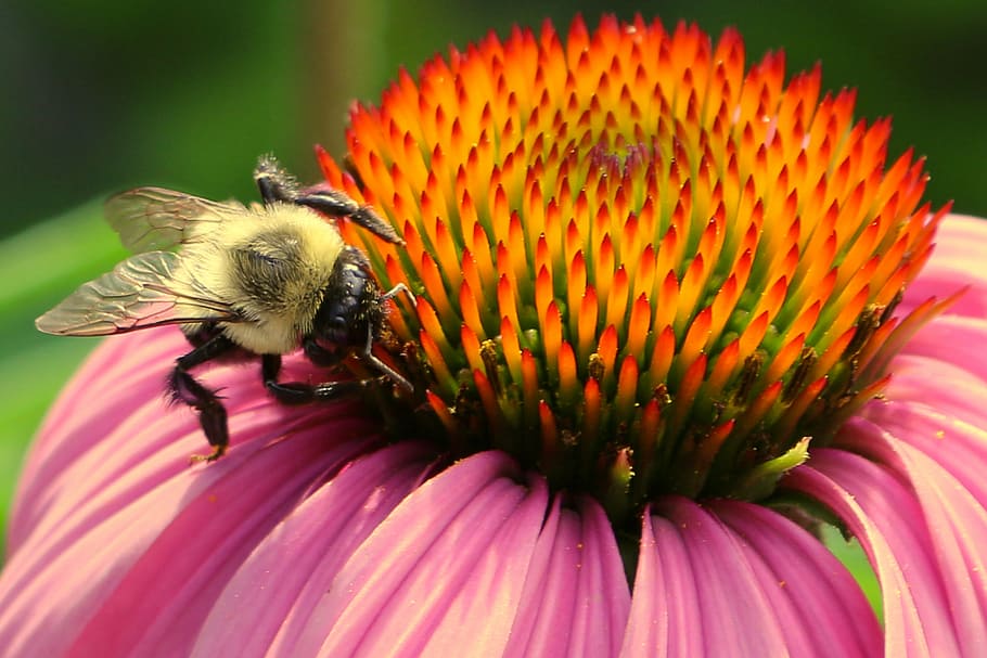 bee, bee and flower, pollen, macro, pollinate, bumble bee, buzz HD wallpaper