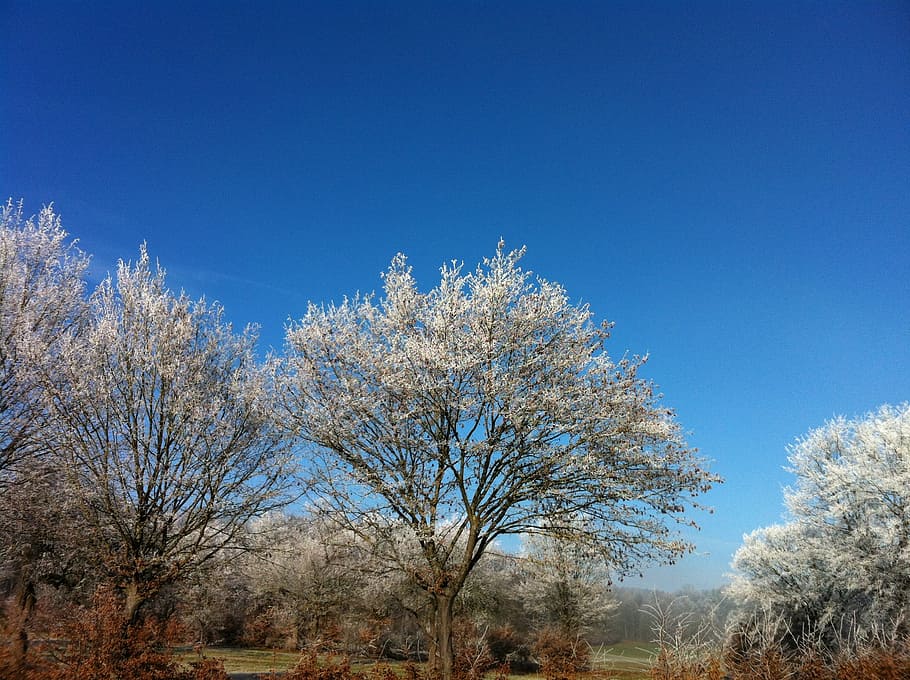 snow, ripe, tree, sun, blue, sky, contrast, plant, clear sky HD wallpaper