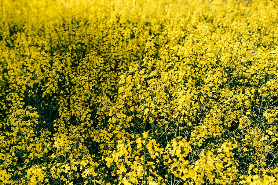 Rape field on a sunny day, summer, flower, yellow, background, HD wallpaper
