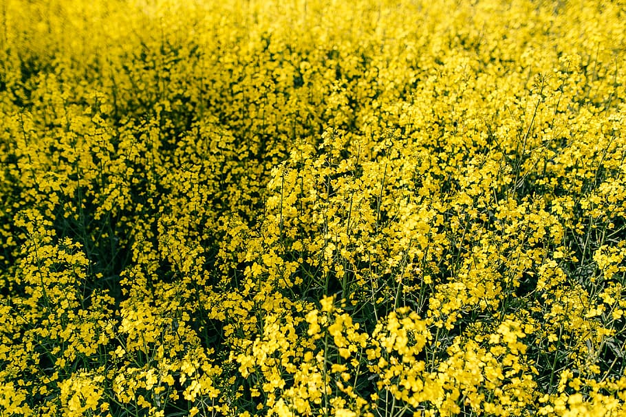 Rape field on a sunny day, summer, flower, yellow, background HD wallpaper