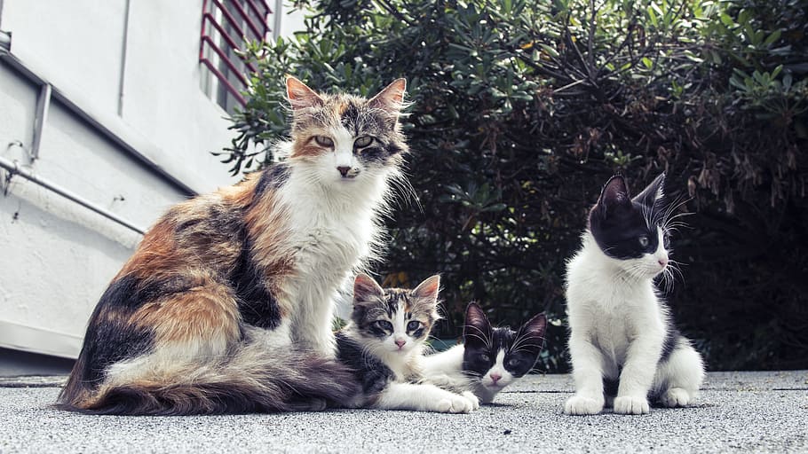 White and Black Long Fur Cat, animals, breed, cats, cute, domestic HD wallpaper