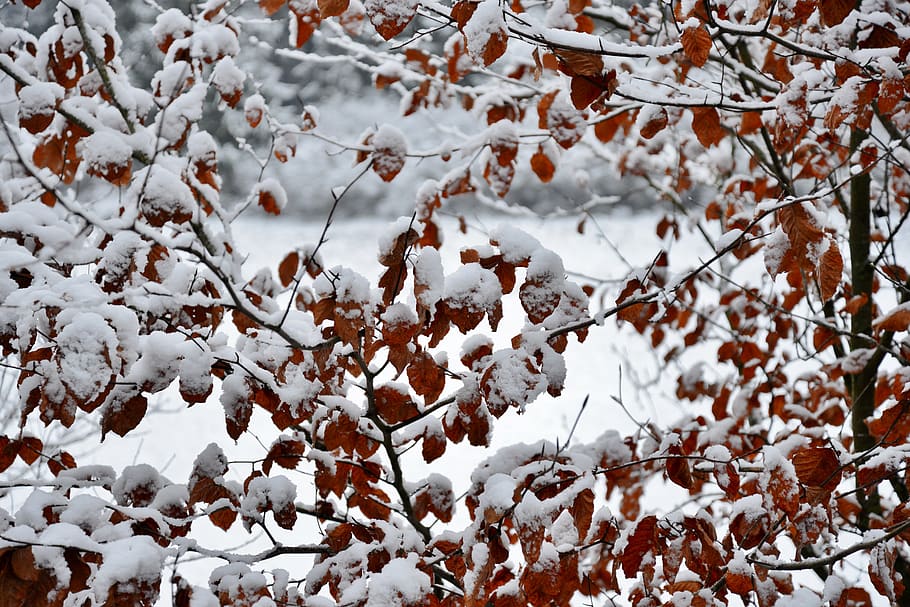 bush, snow, winter, nature, shrubs, snowy, white, cold, sprig HD wallpaper