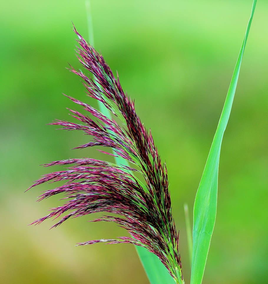 grasses, bloom, spike, summer, green, halm, flora, blades of grass HD wallpaper