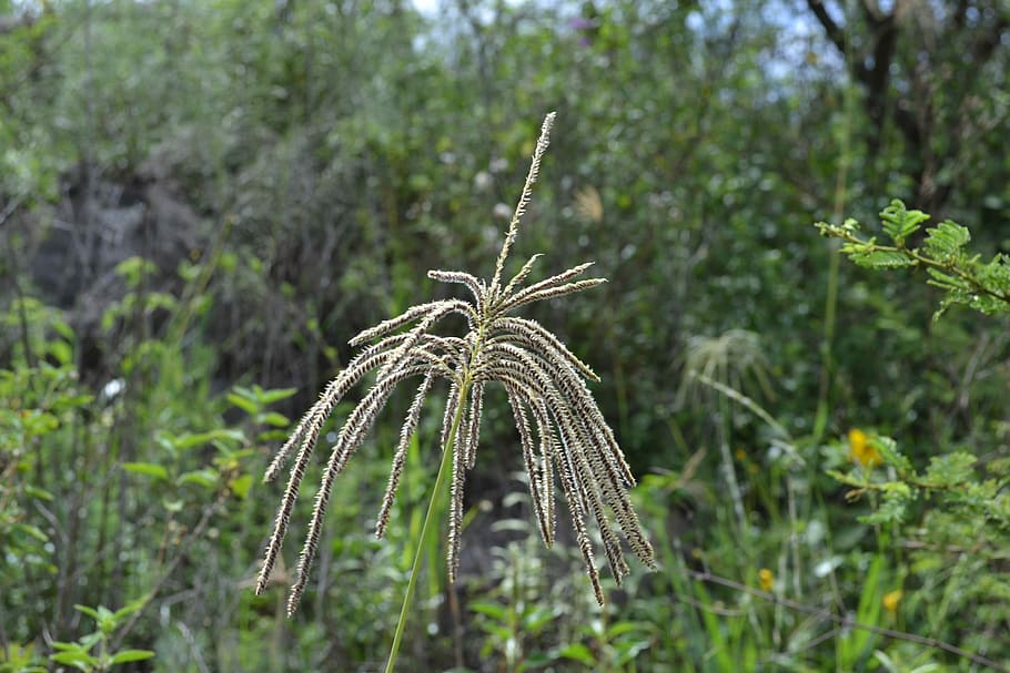 Grass, Flower, Seeds, focus on foreground, nature, growth, plant HD wallpaper