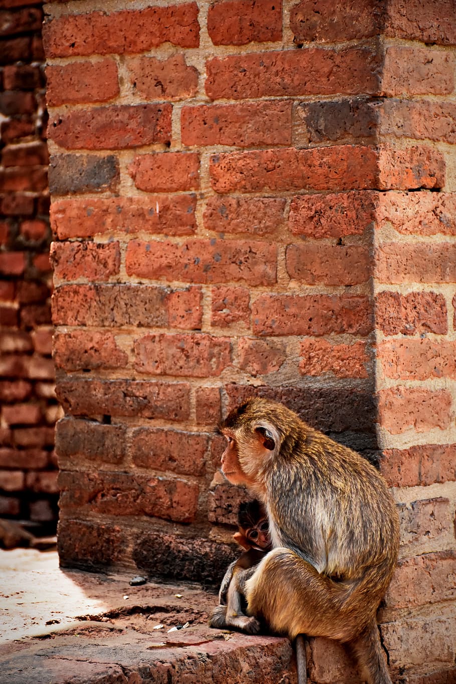 monkey, animals, relax, nature, fast, mammal, clamber, persistent