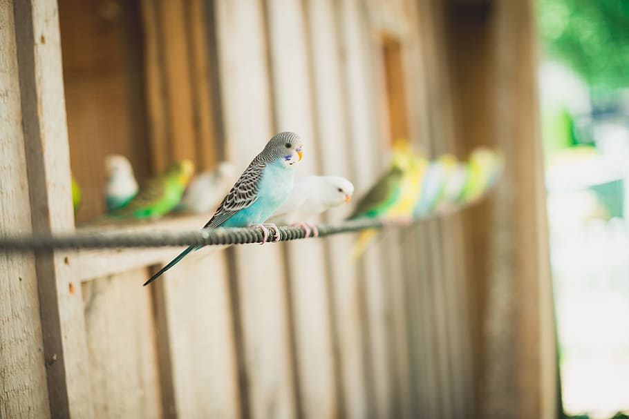 bird, canary, animals, flight, blue, green, yellow, rustic HD wallpaper