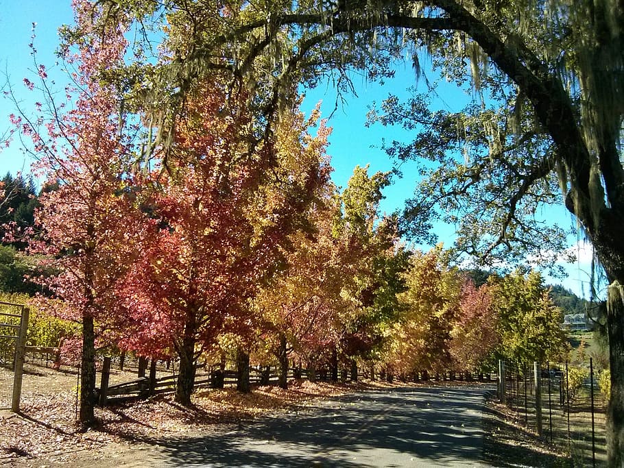 fall, road, tree, orange, leaves, autumn, nature, landscape HD wallpaper