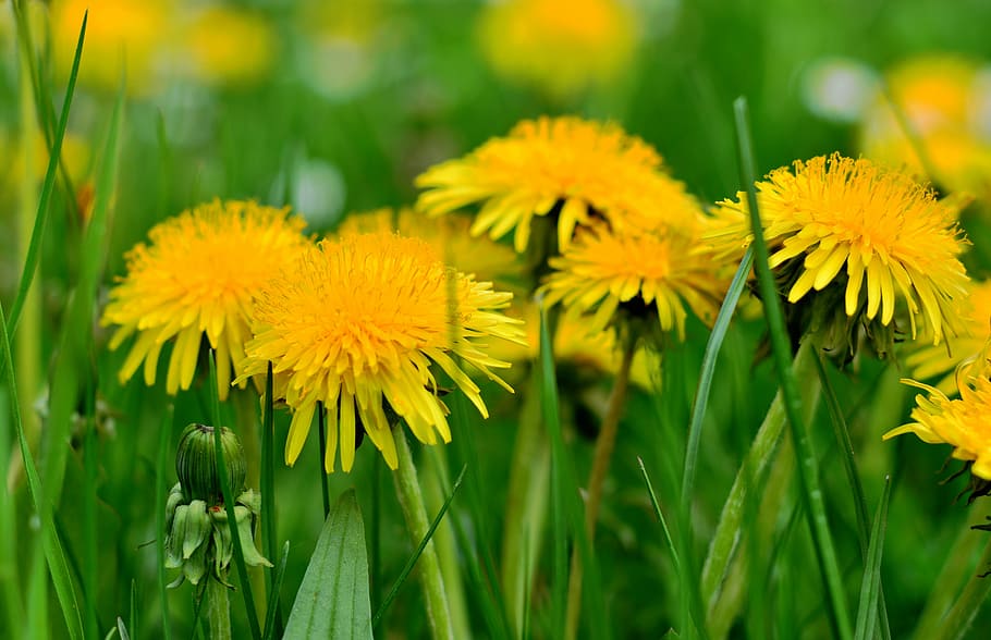 dandelion, pollen, nature, grass, meadow, yellow, spring meadow HD wallpaper