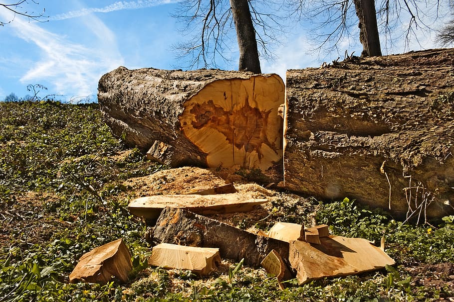 tree, shot, wood, cup, trunk, sawn, tree trunk, nature, land HD wallpaper