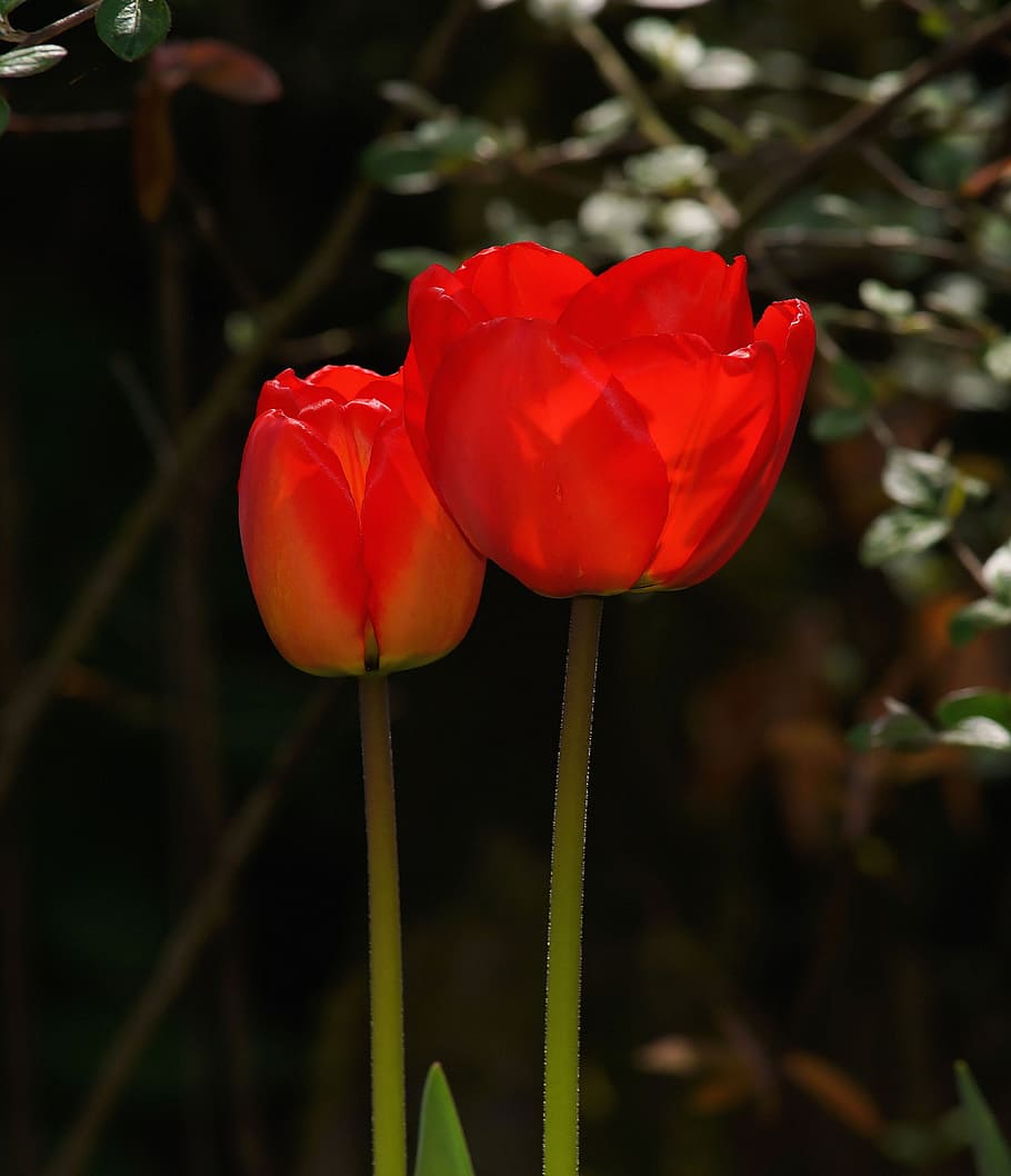 Tulips, Flowers, Spring, Red, Color, nature, early bloomer HD wallpaper