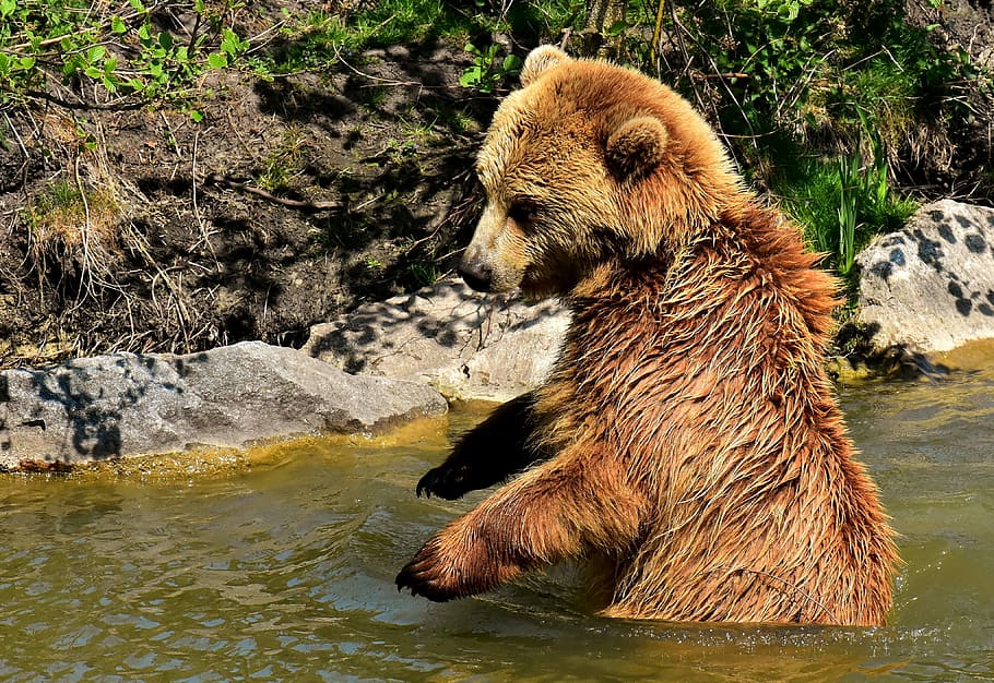 Nếu bạn muốn thư giãn và đắm mình trong thiên nhiên hoang dã, hình nền gấu nâu grizzly trên thân nước là một lựa chọn tuyệt vời cho bạn. Hãy xem hình ảnh kèm để cảm nhận sự sinh động và ấn tượng của hình ảnh này.