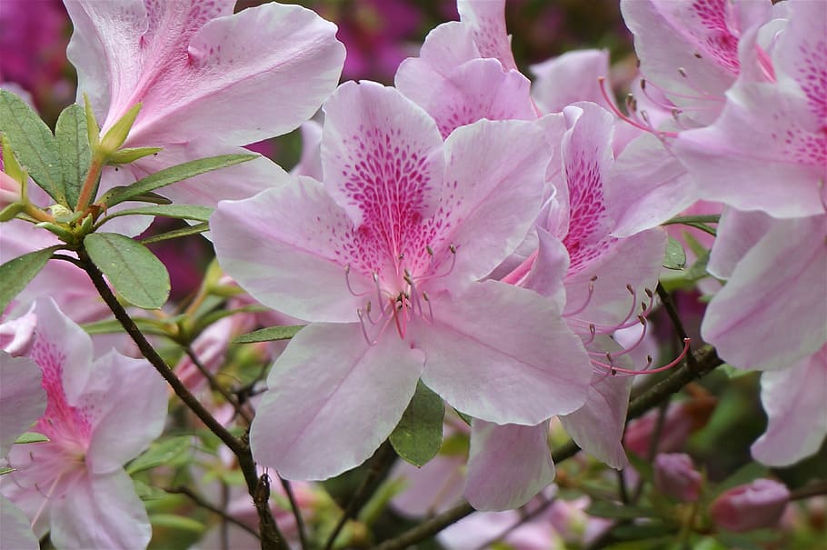plants, flowers, azalea, light pink, spring, garden, nature HD wallpaper