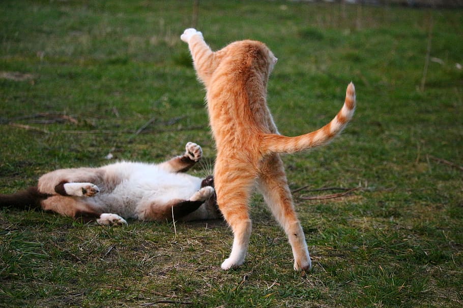 cat, kitten, fight, play, siamese cat, red mackerel tabby, red cat HD wallpaper