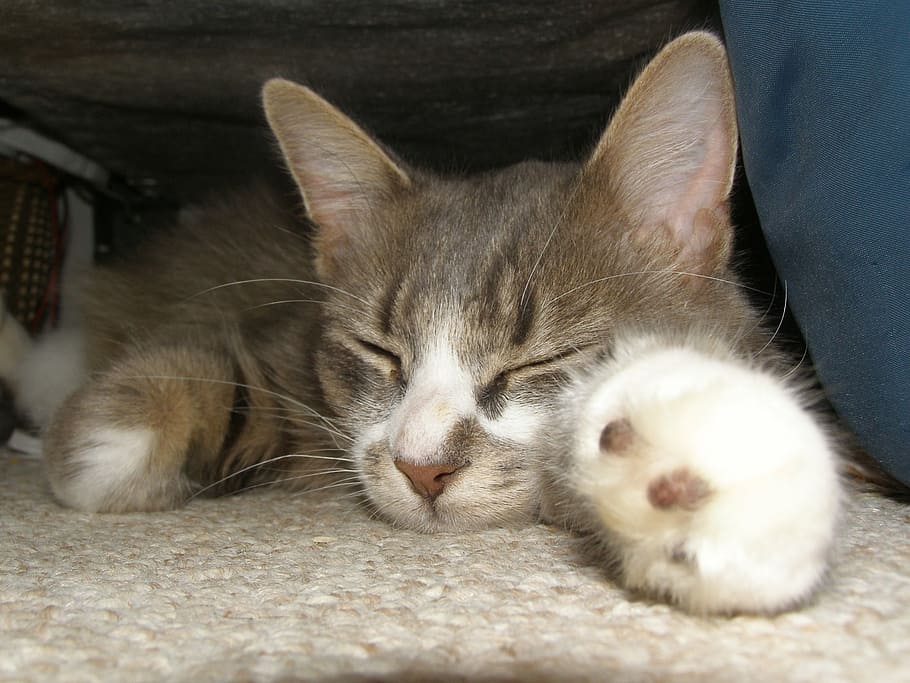 sleeping, cat, kitten, tabby, domestic Cat, pets, animal, cute HD wallpaper