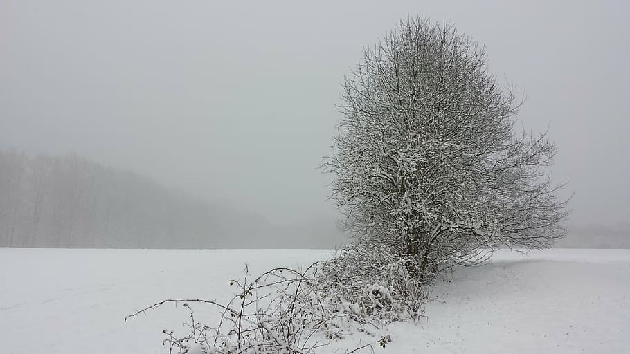 tree covered and surrounded by, winter, landscape, snow, wintry HD wallpaper