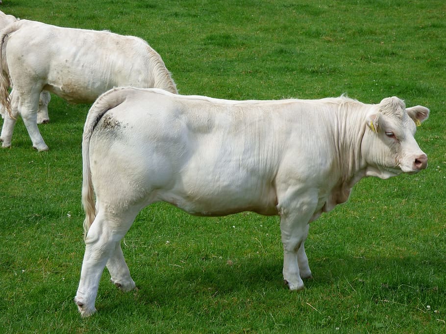 HD wallpaper: Cattle, Charolais, Farm, Agriculture, grass, animal ...