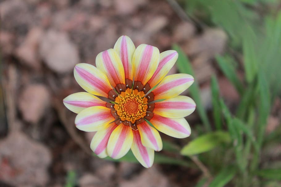selective focus photography of flowers, nature, beautiful, plant HD wallpaper