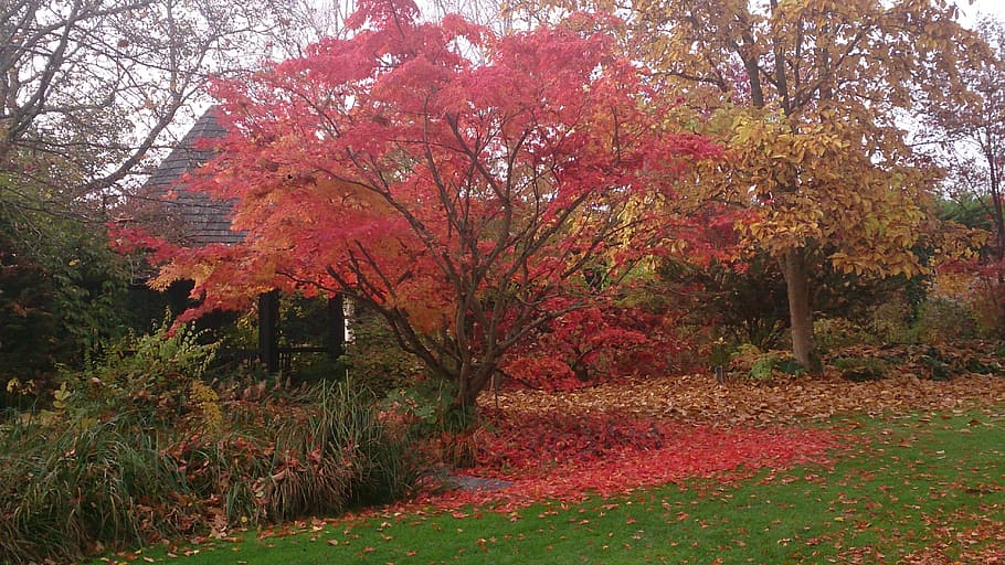 autumn, tree, nature, plant, change, beauty in nature, growth HD wallpaper