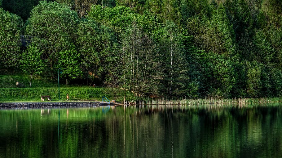 forest, tree, meadow, nature, water, lake, pond, bank, waldbad HD wallpaper