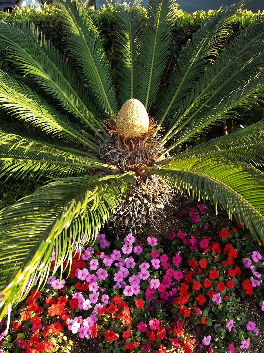 Palm, Flower, Colourful, green color, no people, plant, growth HD wallpaper