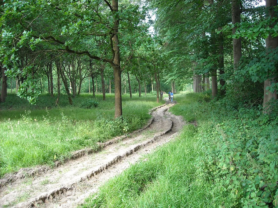 nature, forest, trees, walking path, green, park, plant, land HD wallpaper