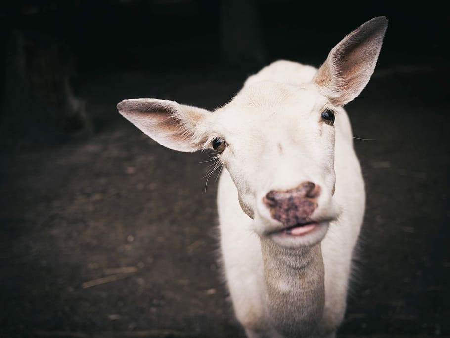 white calf in close up photography, animal, farm, livestock, mammal HD wallpaper