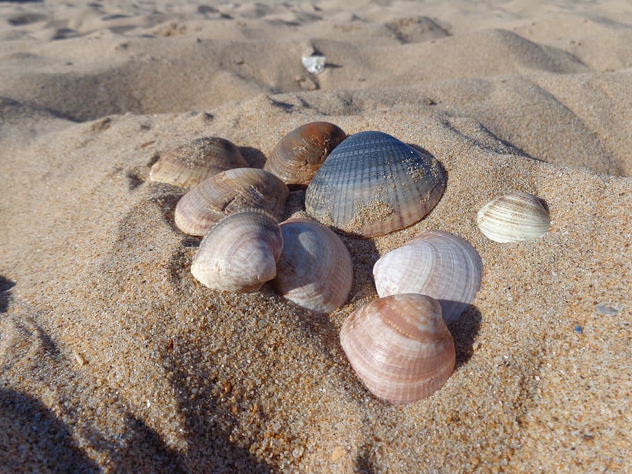 shells, ocean, sea, sand, beach, holidays, seashell, animal wildlife HD wallpaper