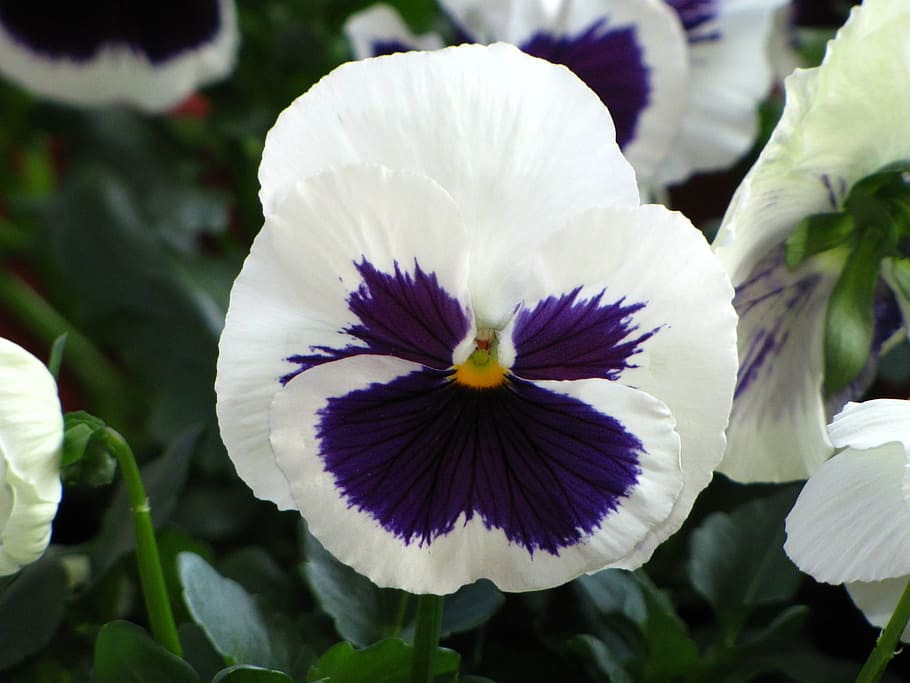 flowers, spring, pansy, violet, spring flower, macro, beautiful HD wallpaper