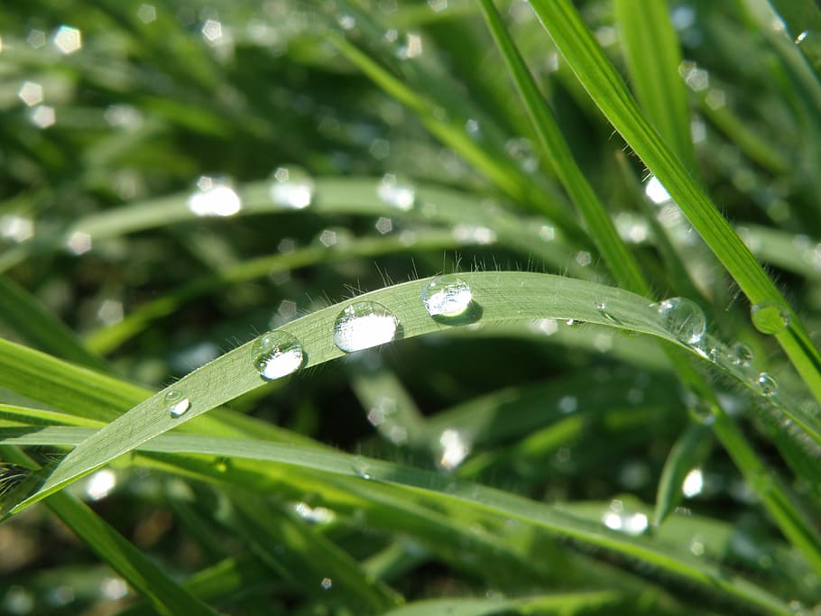 Drops, Grass, glitters, water, green color, wet, rain, nature HD wallpaper