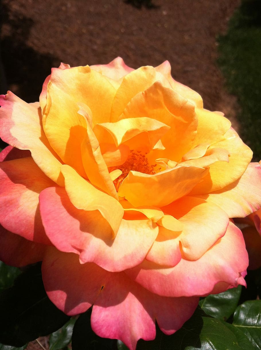 Flower, Blossom, rose, petal, flower head, nature, fragility HD wallpaper
