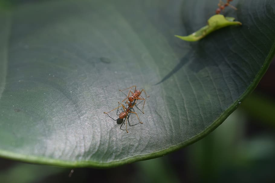 ant, fight, war, leaf, kiss, love, family, animal, kit, red ant HD wallpaper