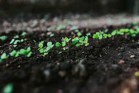 Early spring garden, plants, hoe, gardening, watering can, seedling HD wallpaper