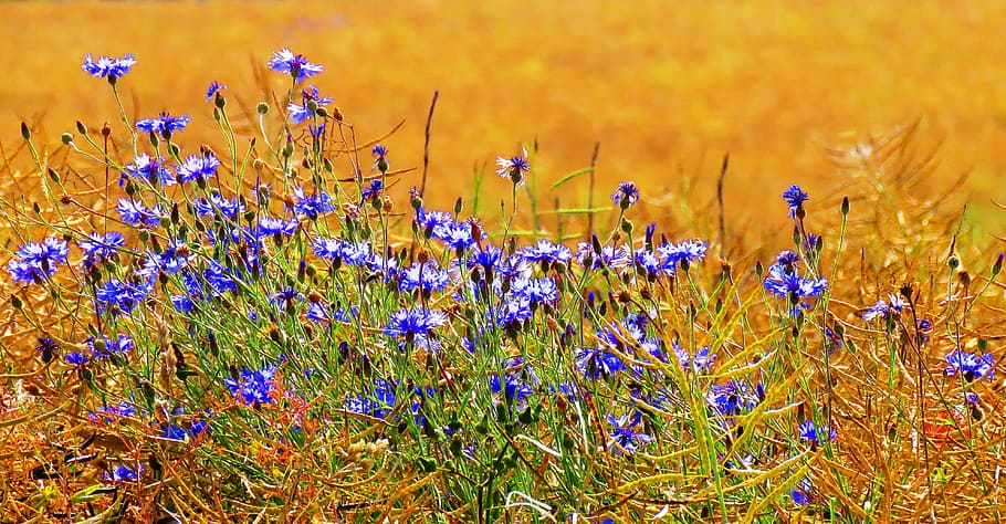 purple petaled flowers, cornflowers, field, nature, summer HD wallpaper