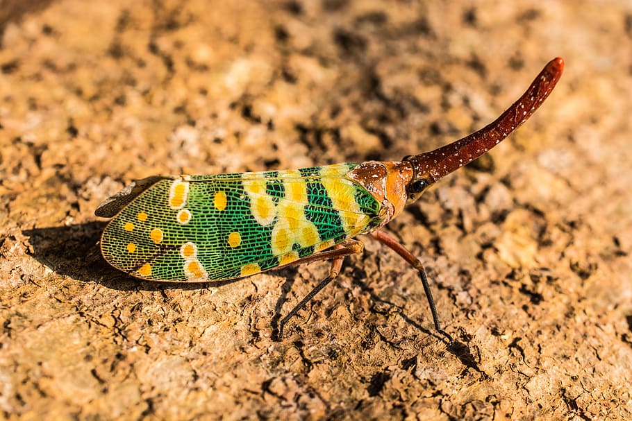 Canthigaster Cicada, Fulgoromorpha, insect, proboscis, long, red, HD wallpaper