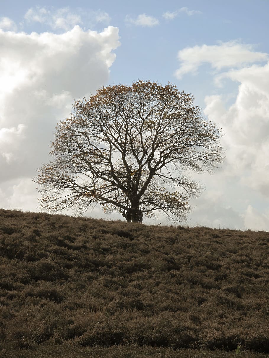 Heide, Tree, Nature, Landscape, netherlands, air, outdoor life HD wallpaper