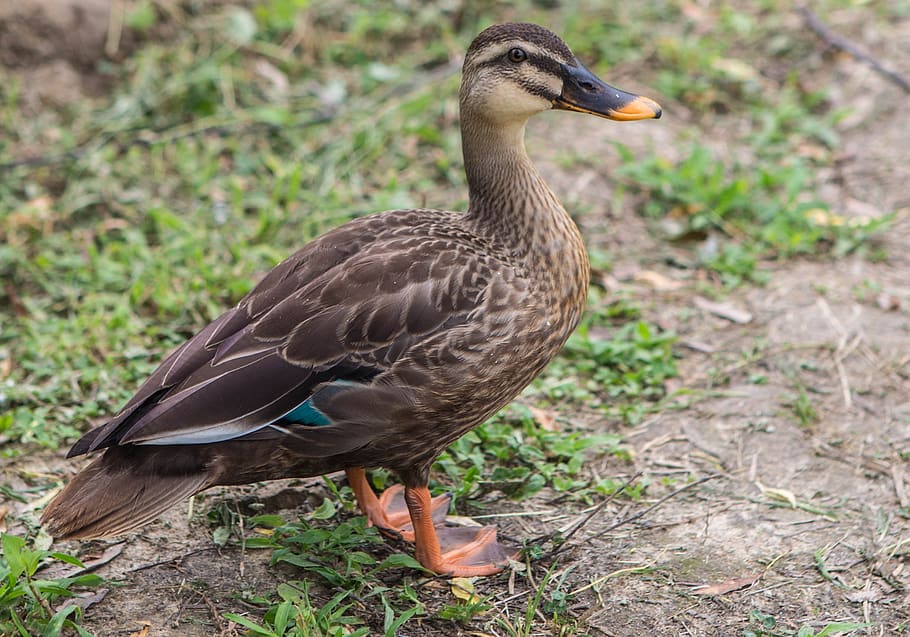 duck, animal, feather, animals in the wild, bird, animal wildlife HD wallpaper